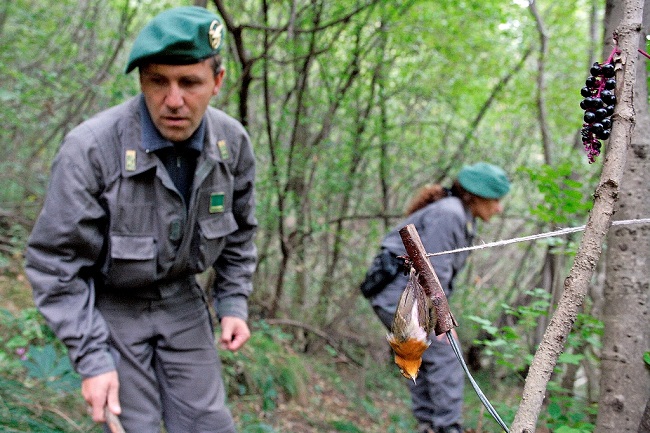 Forestale Antibracconaggio Conclusa L Operazione Pettirosso Nelle